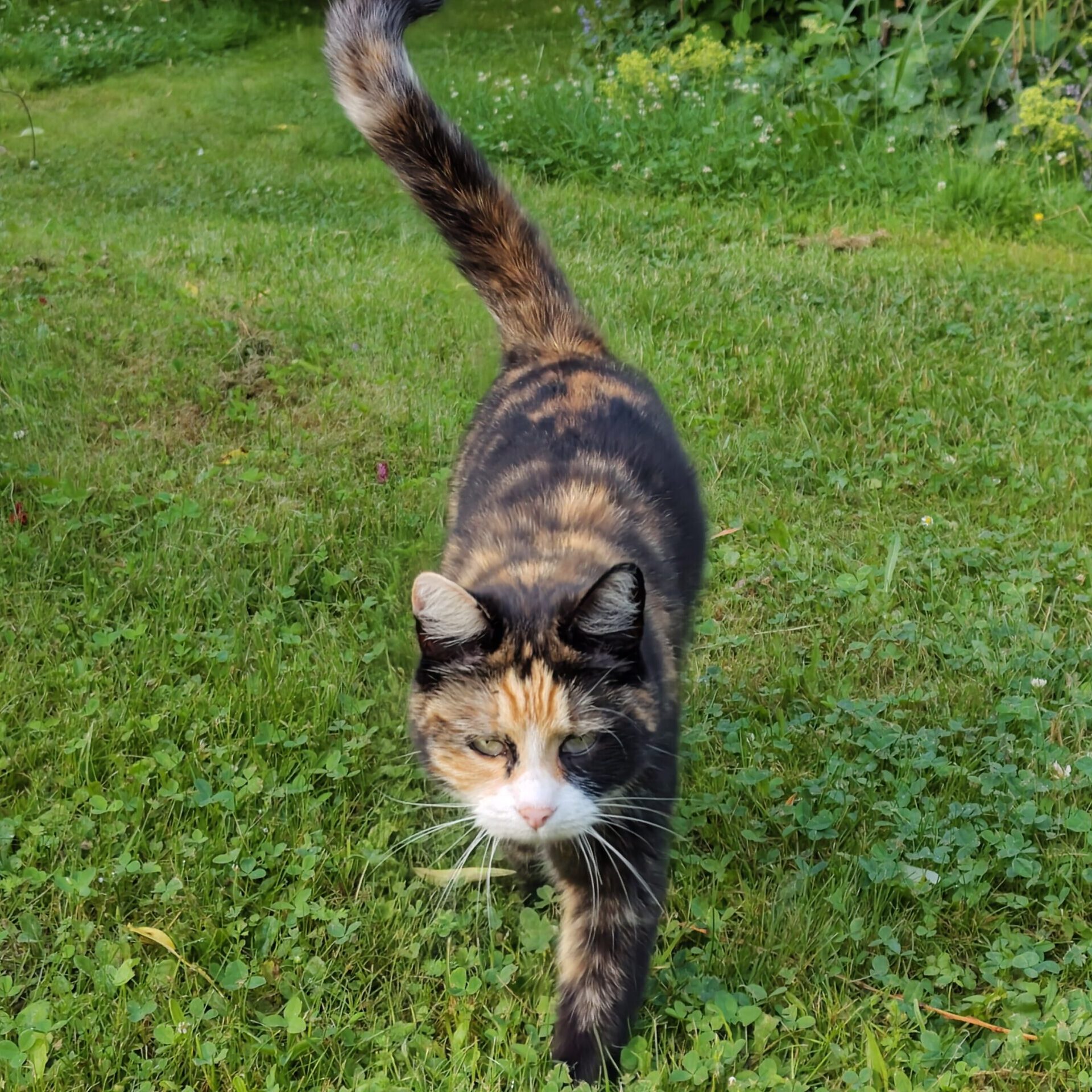20260628_Glückskatze Rosi