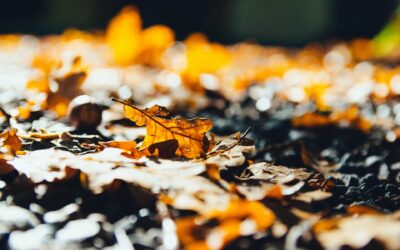 Herbstaktion 30.10. – 01.11.2026